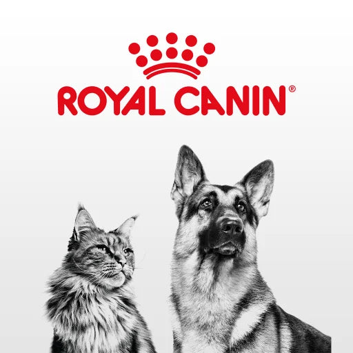[Mèo] Thức ăn hạt Royal Canin Gastrointestinal hỗ trợ tiêu hóa cho mèo lớn và mèo con - Hỗ trợ tiêu hóa (400g - 2kg)